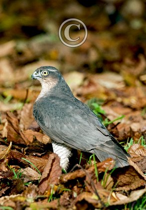 Sparrowhawk DM0463